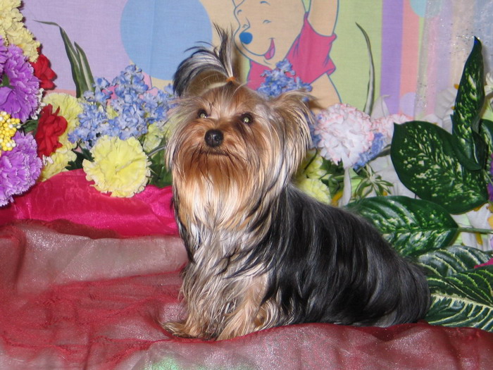 Available Yorkie Puppies Best Yorkie Breeder Yorkshire Terrier